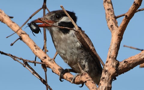 Pássaro se alimentando de besouro